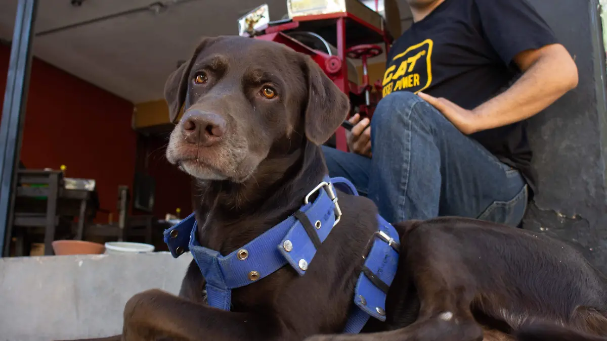 Tematica mascotas perros - Mike Acosta (4)